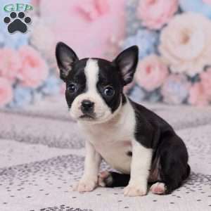 Petunia, Boston Terrier Puppy